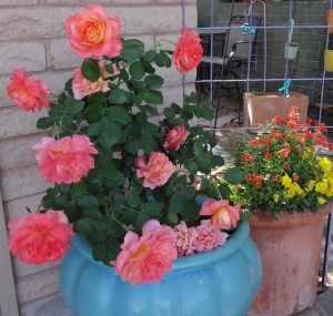 Rose in a pot in the desert by The Potted Desert