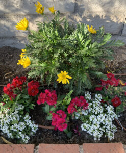 A simple planting of a yellow dairy bush, red Dianthus and white Alyssum by The Potted Desert