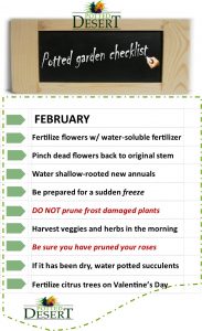 February Desert Container Garden Care by the Potted Desert