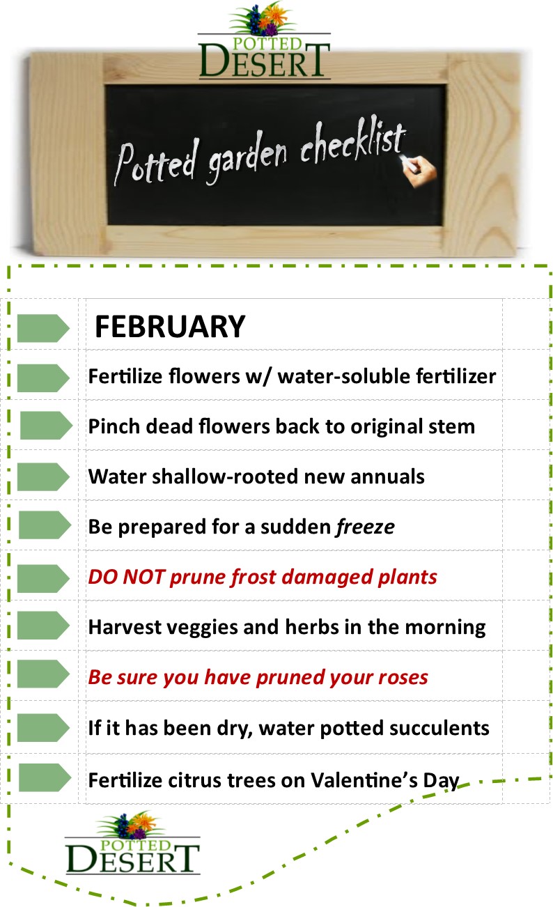 February Desert Container Garden Care by the Potted Desert