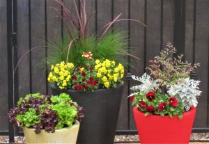 Winter Annuals with Pots that bloom color themselves create a beautiful focal point in your Desert Potted Garden