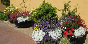 With the right care, your desert pots can be a gorgeous arrangement of color such as this primary color combination by the Potted Desert