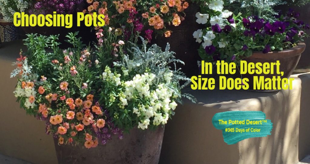 Size matters when choosing pts dor your potted desert Braden