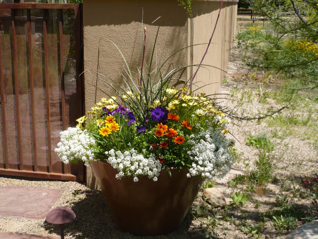 Desert annuals thrive from fall through winter in this large pot by the Potted Desert