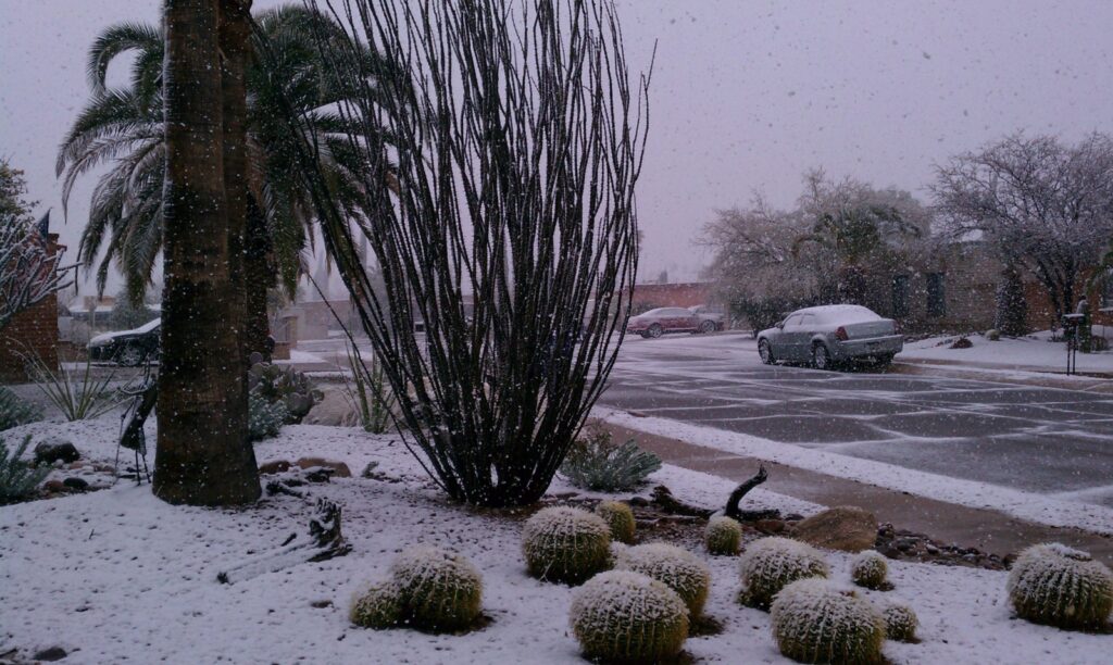 Snow in the desert can be a cause for alarm. Potted Desert