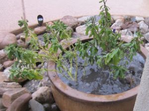 Irrigated pot clogged