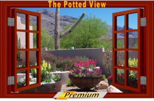 View out to a desert container garden. The Potted Desert