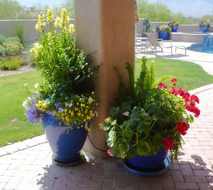 3 Pots are manageable. Check the sun's path The Potted Desert