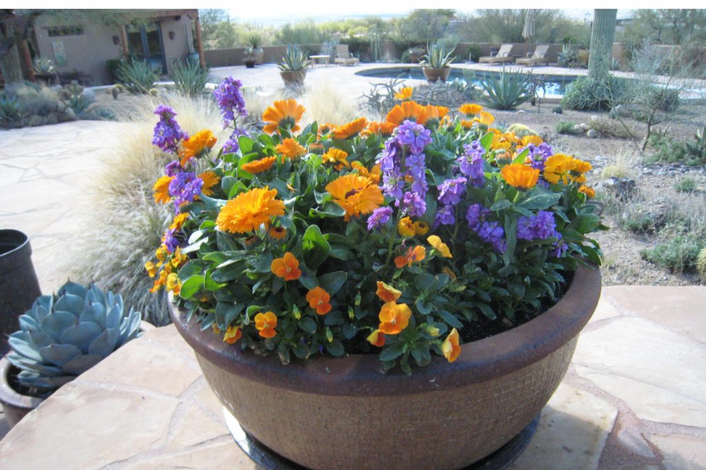 Orange Calendula and Violas and Blue/Purple Stock - a Winter combination by The Potted Desert