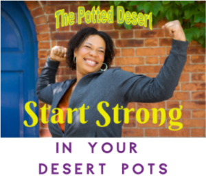 Start Strong with the Potted Desert