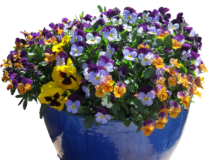 Winter Violas in a Blue Pot by The Potted Desert