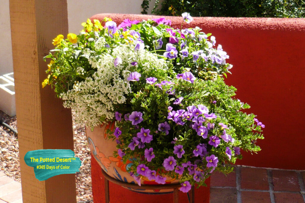 A winter Desert Pot filled with Violas, Petunias and Alyssum