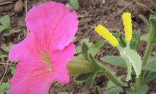 How to deadhead petunias by the Potted Desert