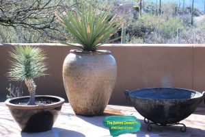 Jumbo pots with cactus by the Potted Desert(1)