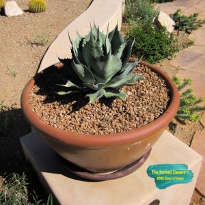Potted Agave on PIllar by The Potted Desert