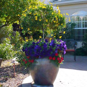 Trees in pots in your desert garden by the Potted Desert