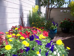 Winter Container Garden design with The Potted Desert