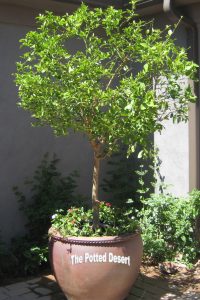 Mexican Lime Tree in Jumbo pot by the Potted Desert