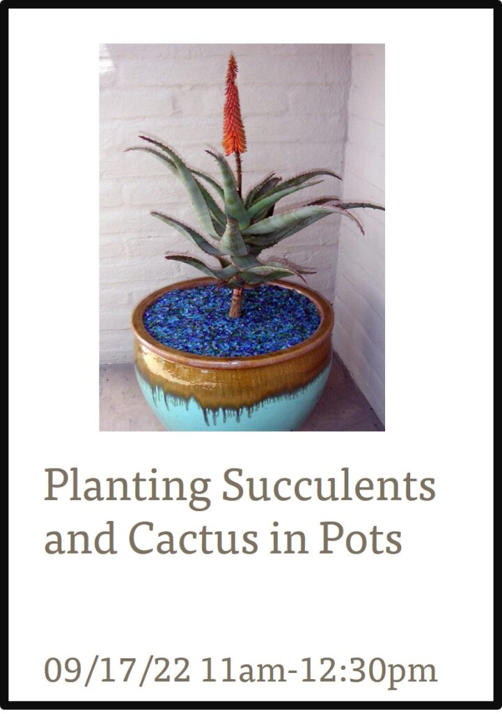 Planting Succulents in Pots Class Listing