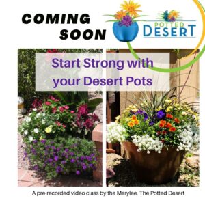 Start Strong with your Desert Pots Video Class