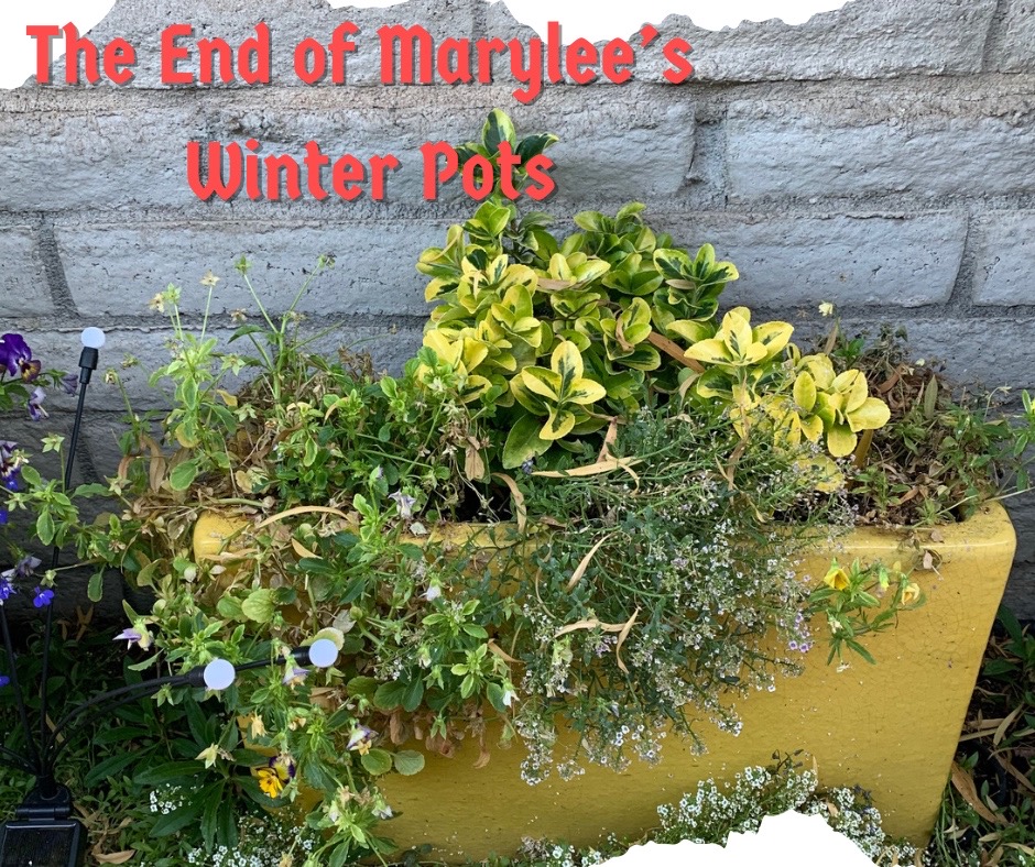 Marylee’s winter pots are at their end