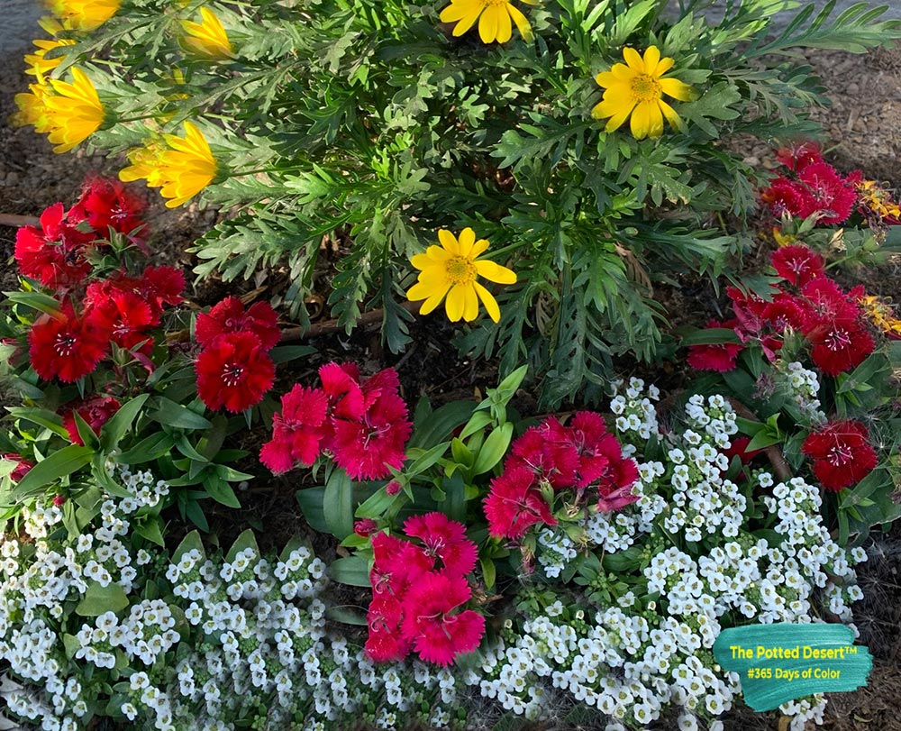 Winter-Annuals-Dec-Oeste-Bed-by-the-Potted-Desert-(2)