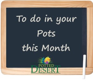 To Do In Your Pots This Month